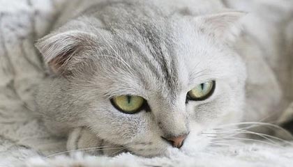 【直播】老林:eStar淘汰了补蛋,小麦家乡的土鸡蛋,补给粉丝